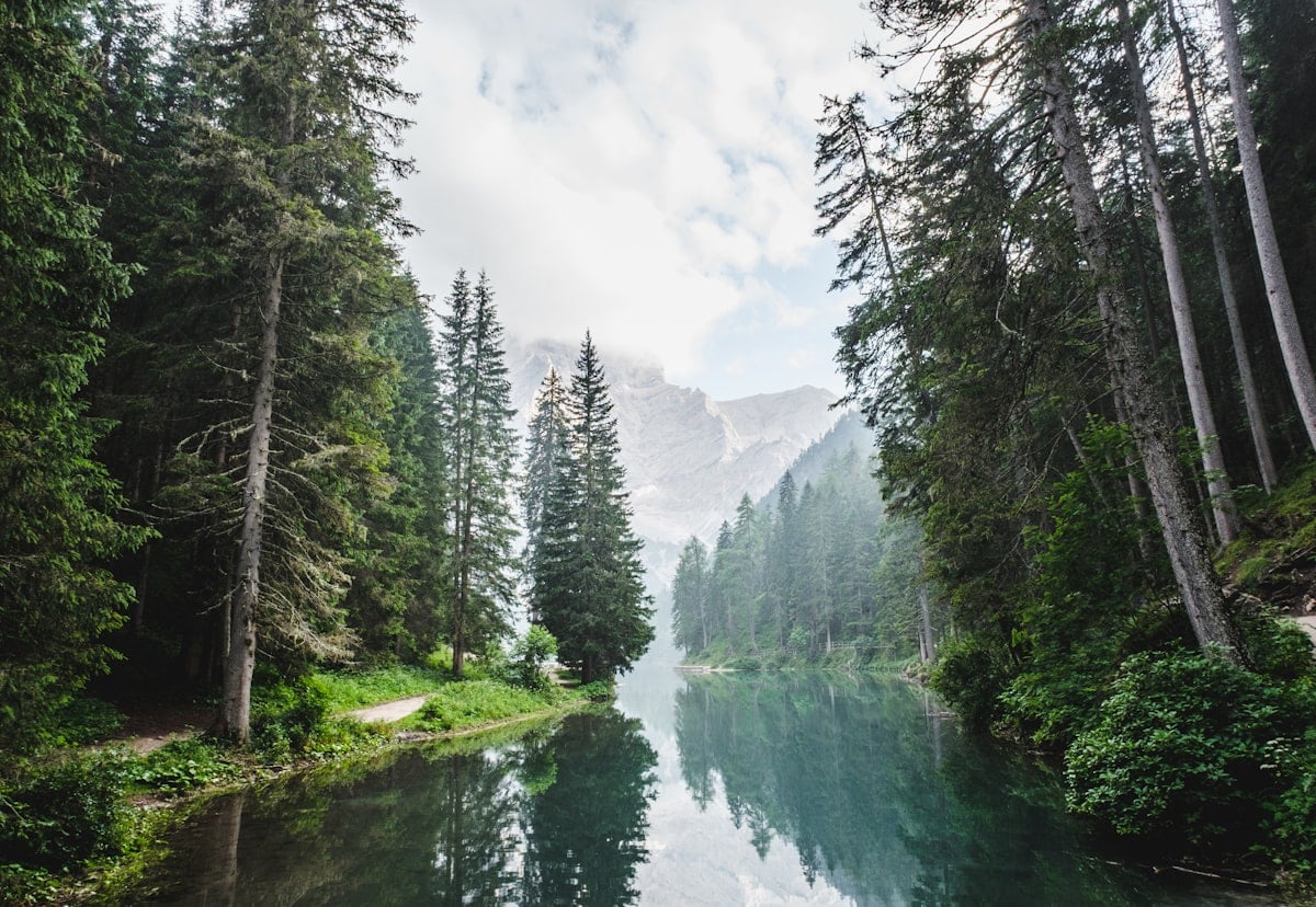 Forest lake and mountains