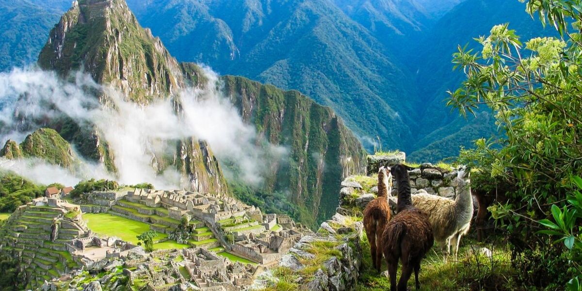 Llamas overlooking Machu Picchu