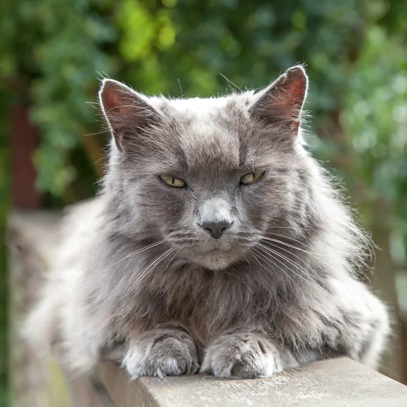 Cat relaxing at home