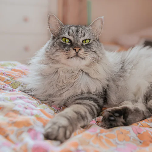 Cat relaxing at home