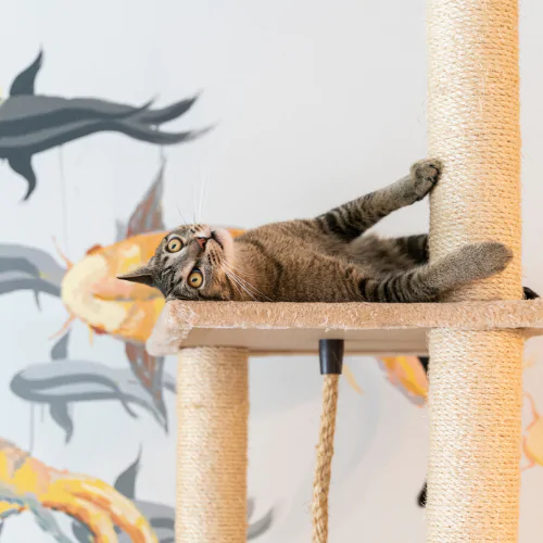 Cat playing with enrichment toys