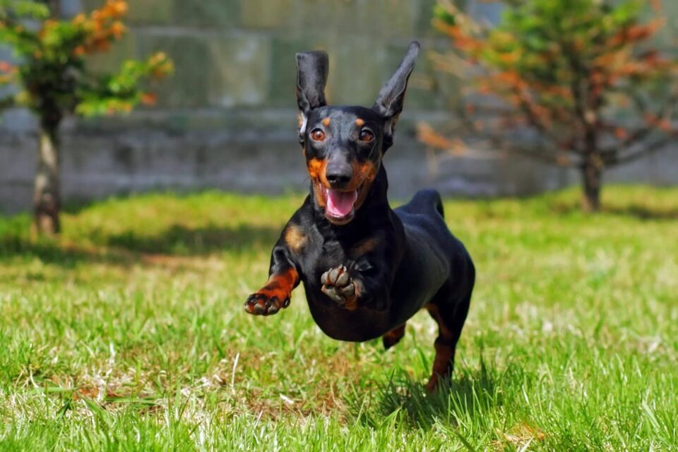 Dachshund running outdoors