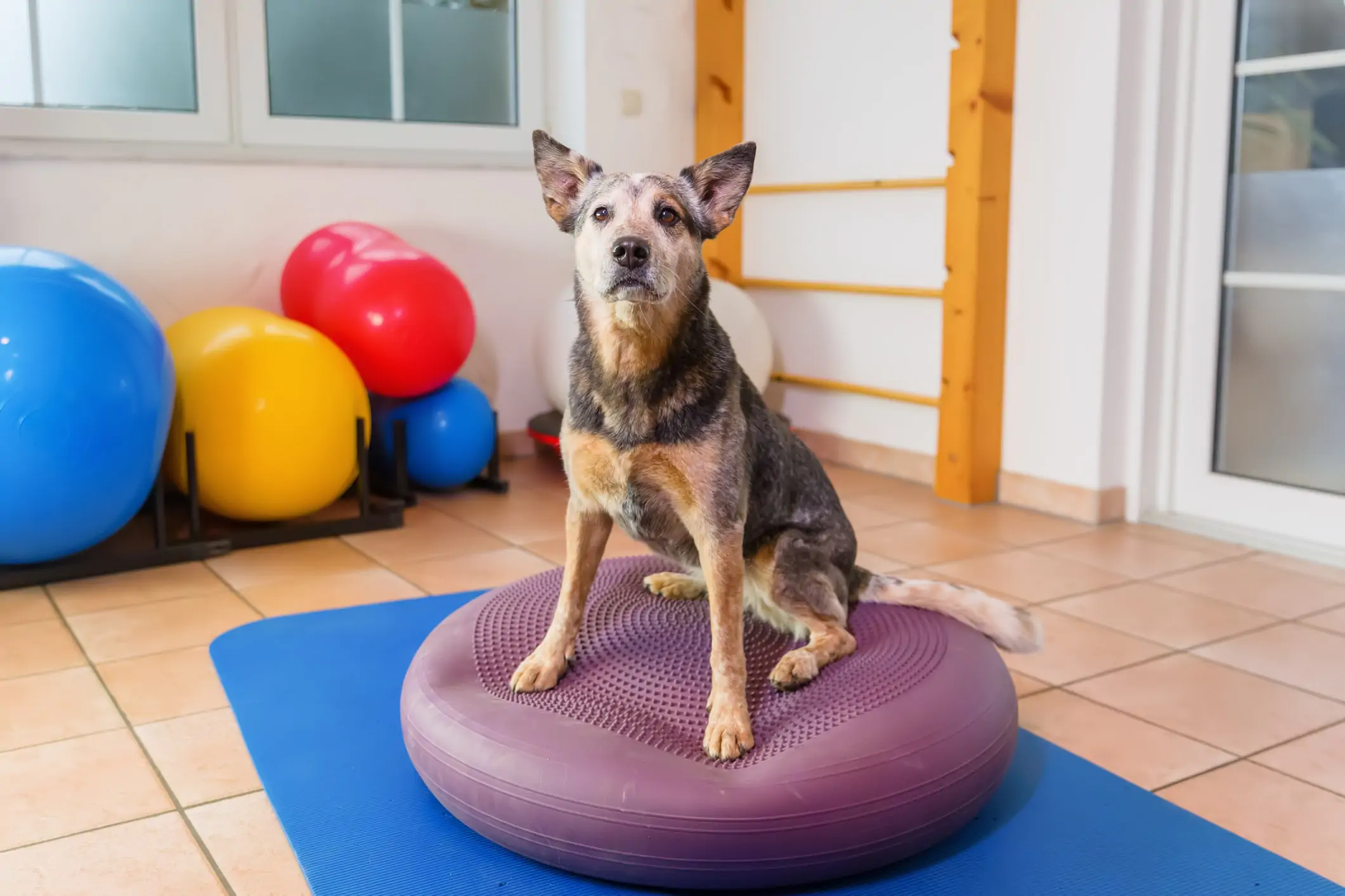 Dog receiving physiotherapy