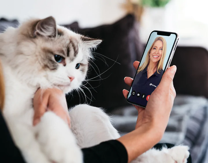 Online veterinary support for a pet owner