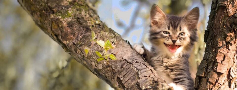 Kitten climbing a tree outdoors