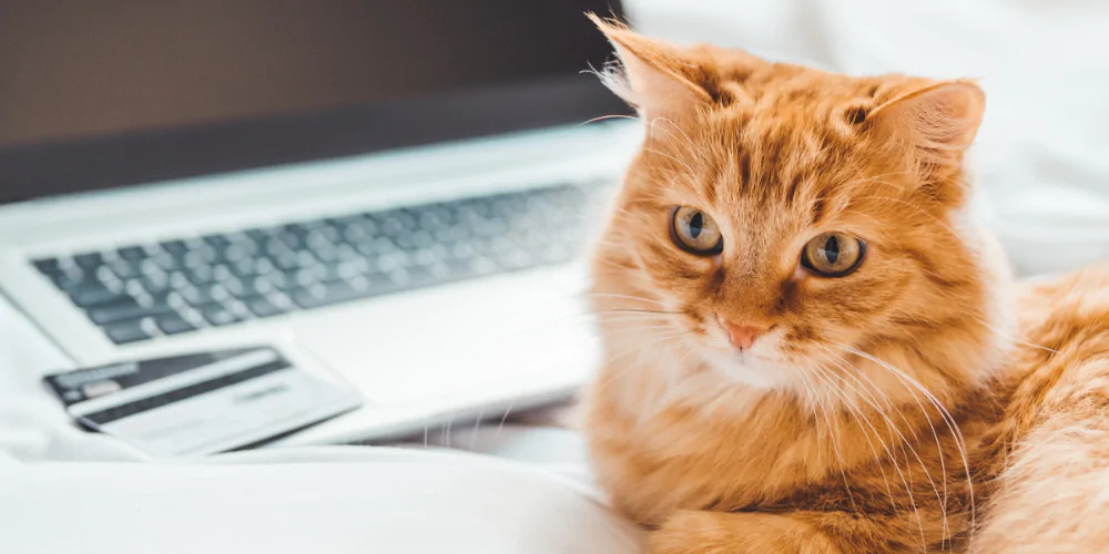 Orange cat beside a laptop