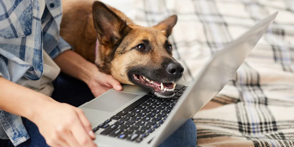 Alsatian with a pet sitter