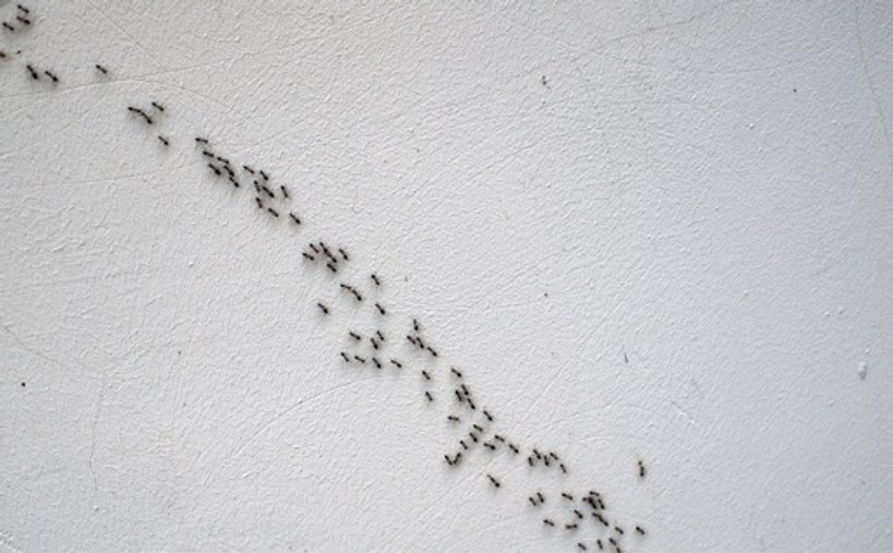 Ants moving across a surface during a home pest inspection