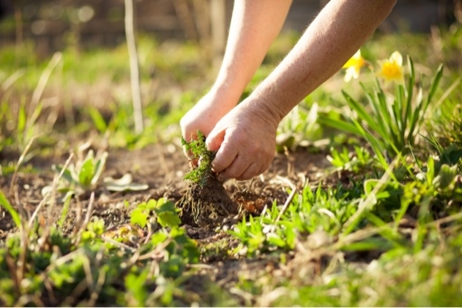 Hands treating grass while pulling lawn weeds
