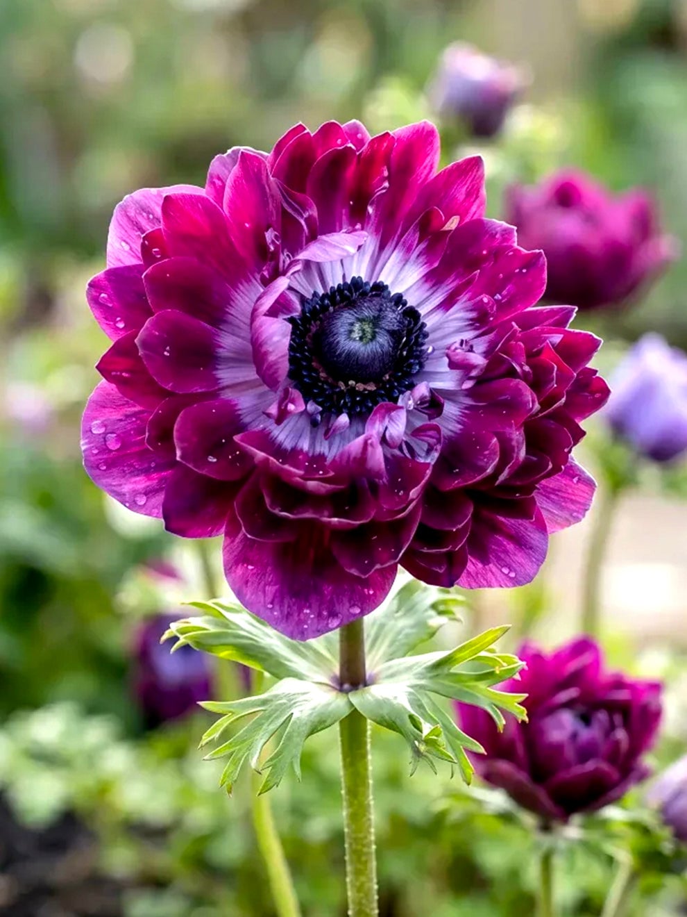 Deep burgundy Anemone Fullstar Bordeaux flower
