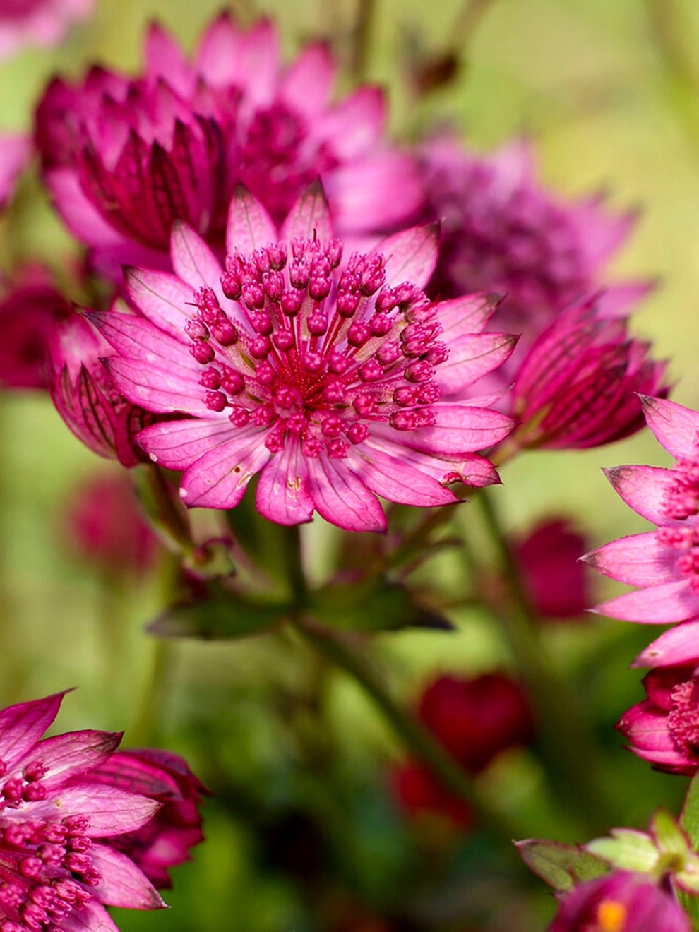 Cerise pink Astrantia Cerise Button flowers