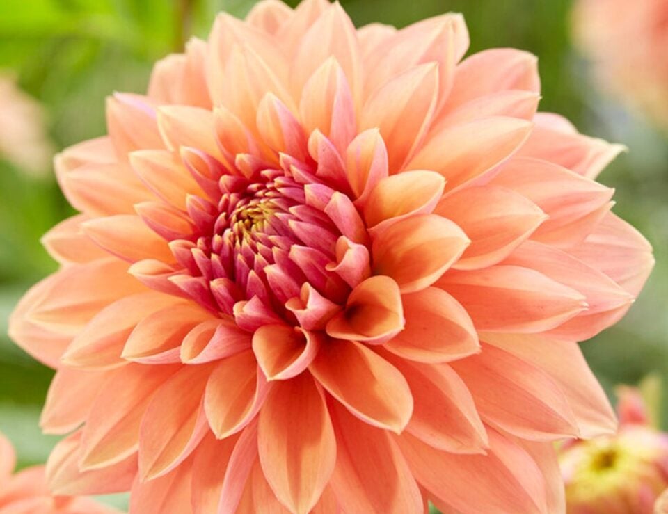 Salmon pink and coppery orange Dahlia Kick Off blooms