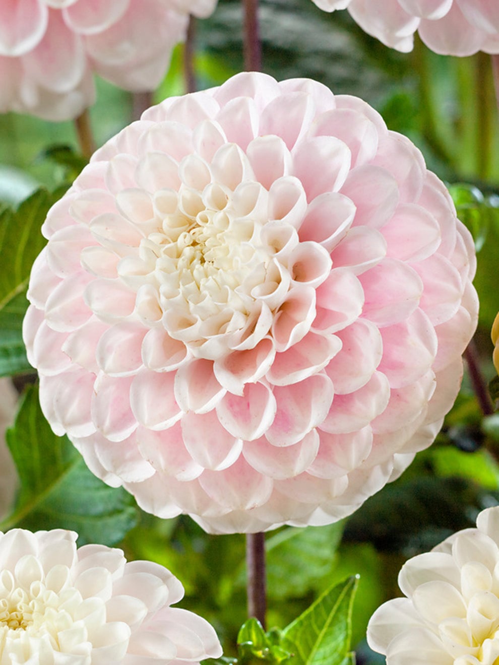 Creamy pink Dahlia Wizard of Lightning flowers