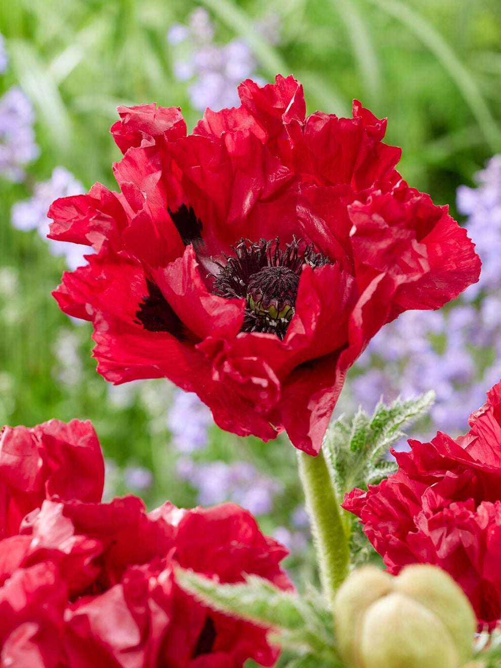 Red Papaver Red Rumble poppy flowers