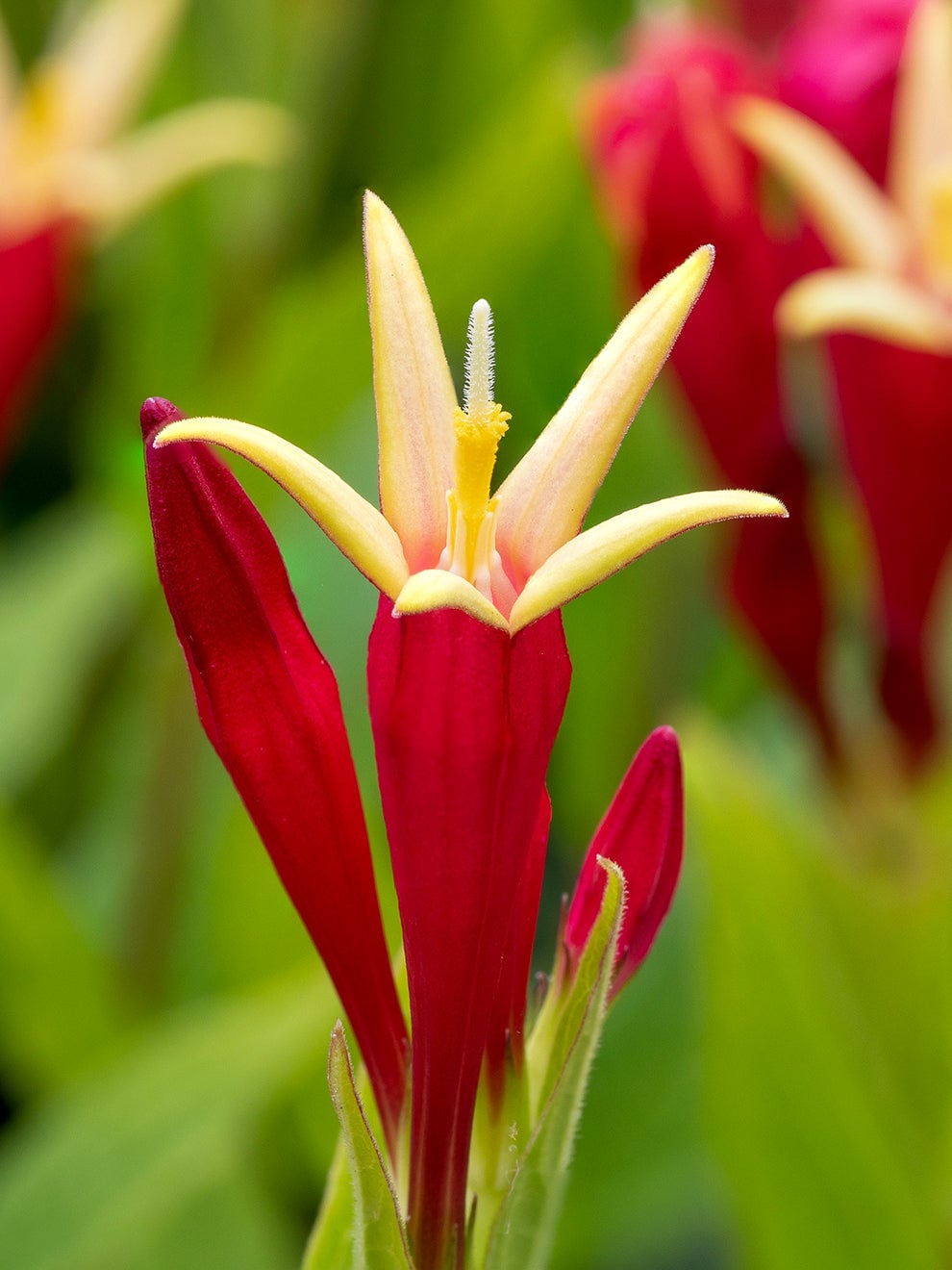 Scarlet Spigelia Little Redhead flowers with yellow tips