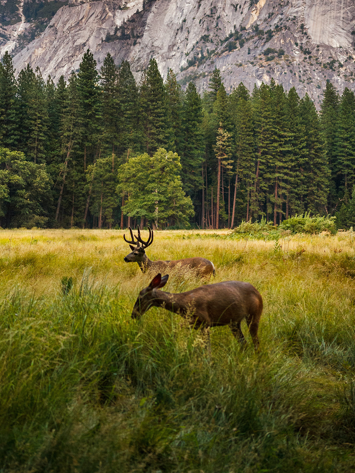 Hirsch in einer Bergwiese als Naturmotiv