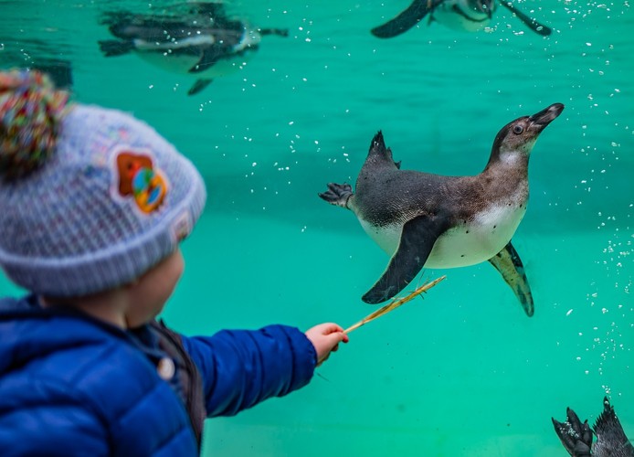 Penguin at Chester Zoo