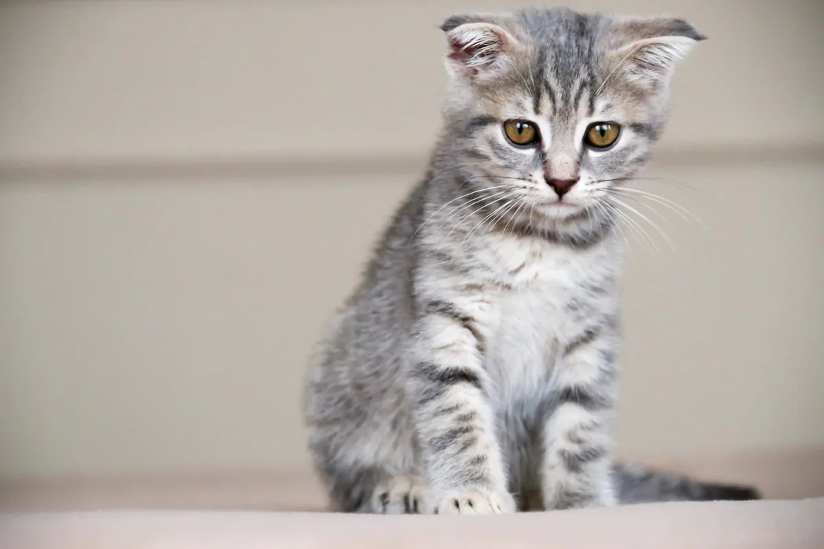 Cat pictured for Petgevity cat insurance context