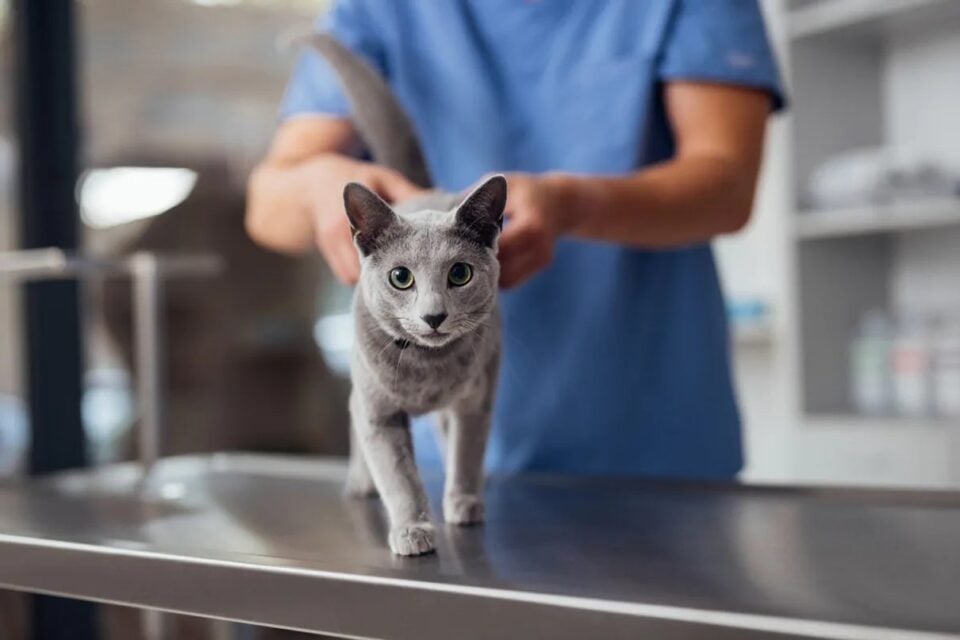 Cat at a veterinary appointment for Petgevity cover context
