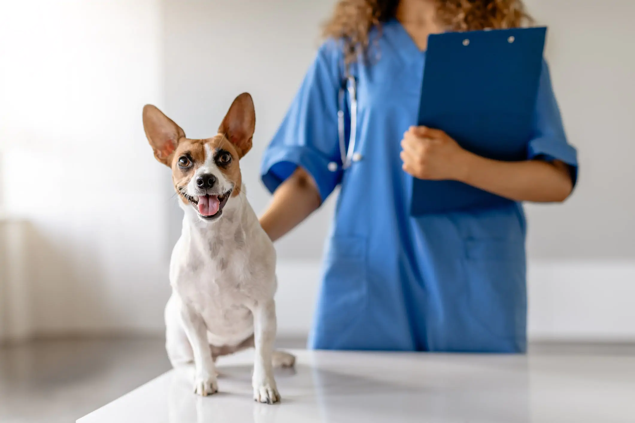 A Jack Russell dog being examined at a veterinary clinic