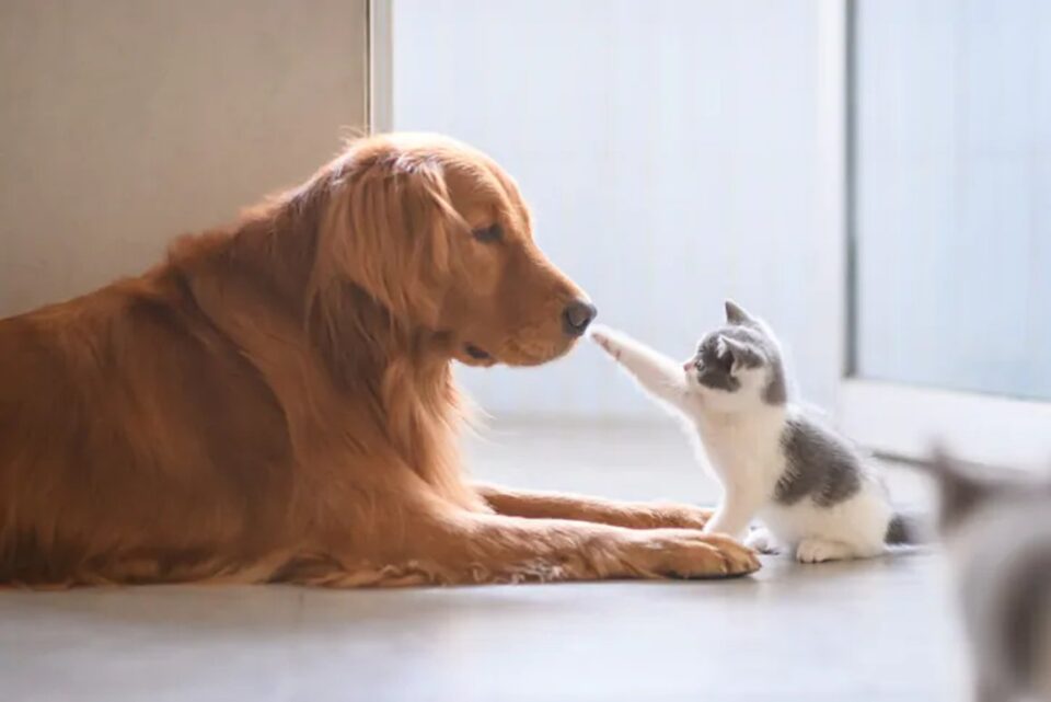 A kitten gently pawing at a dog in a home setting