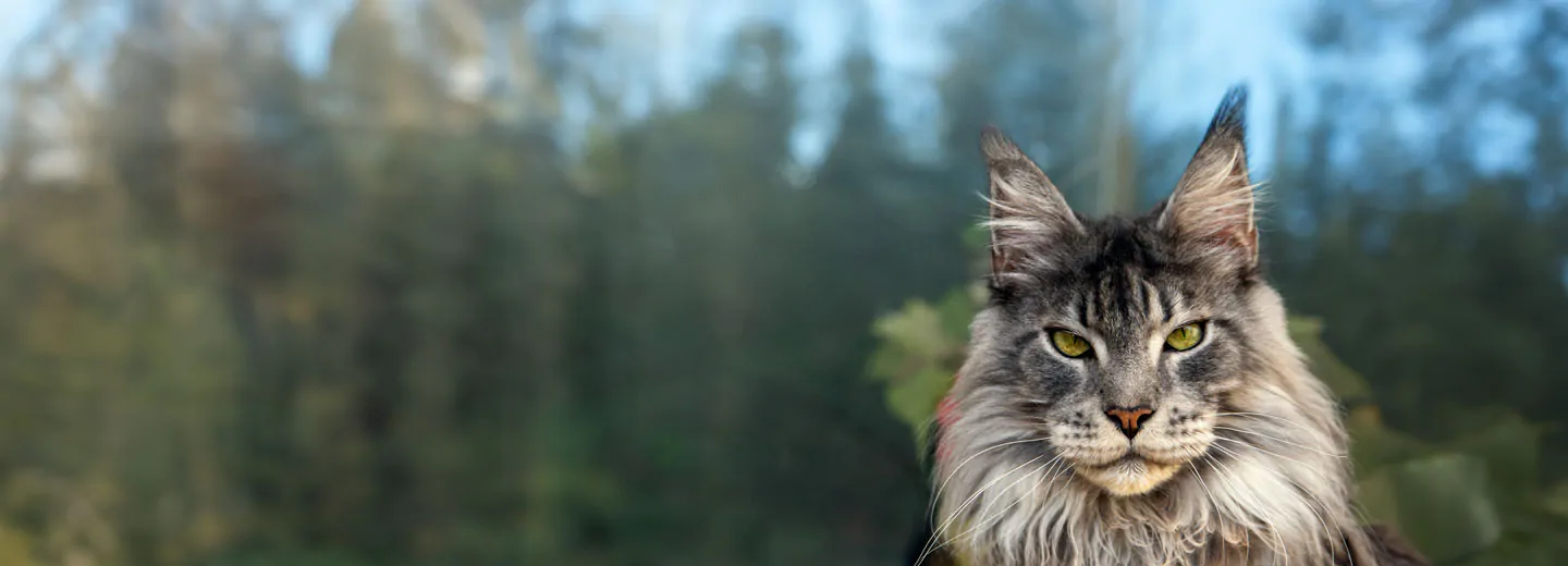 An older cat representing senior cat insurance