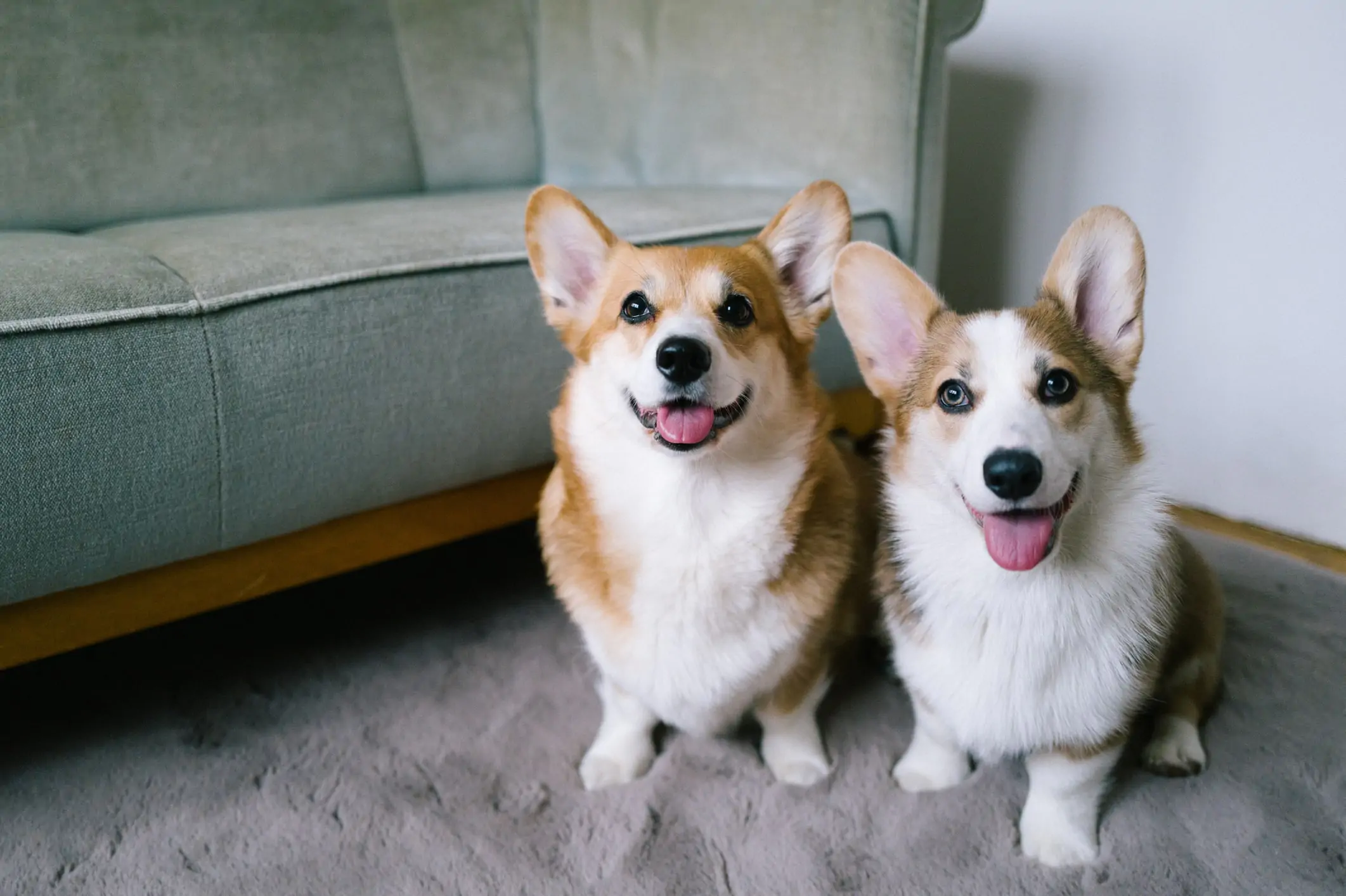 Two corgis together representing multi-pet insurance