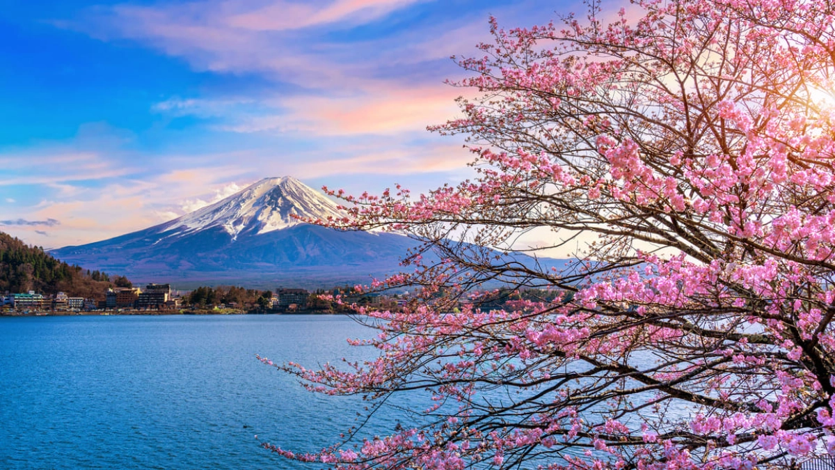 Mount Fuji and cherry blossoms in Japan