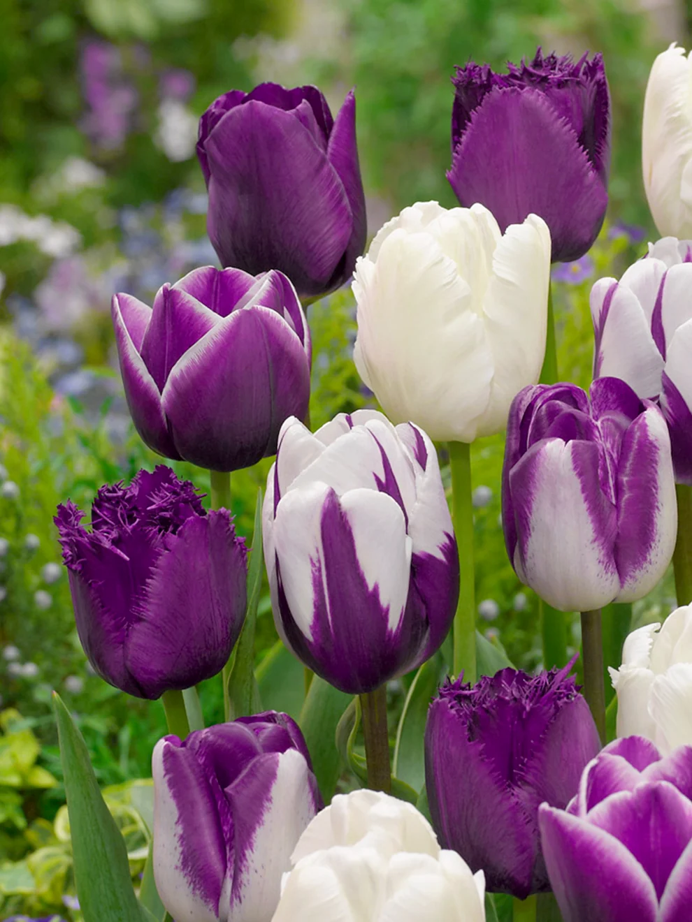 Tulips in the Blueberry Snow Collection