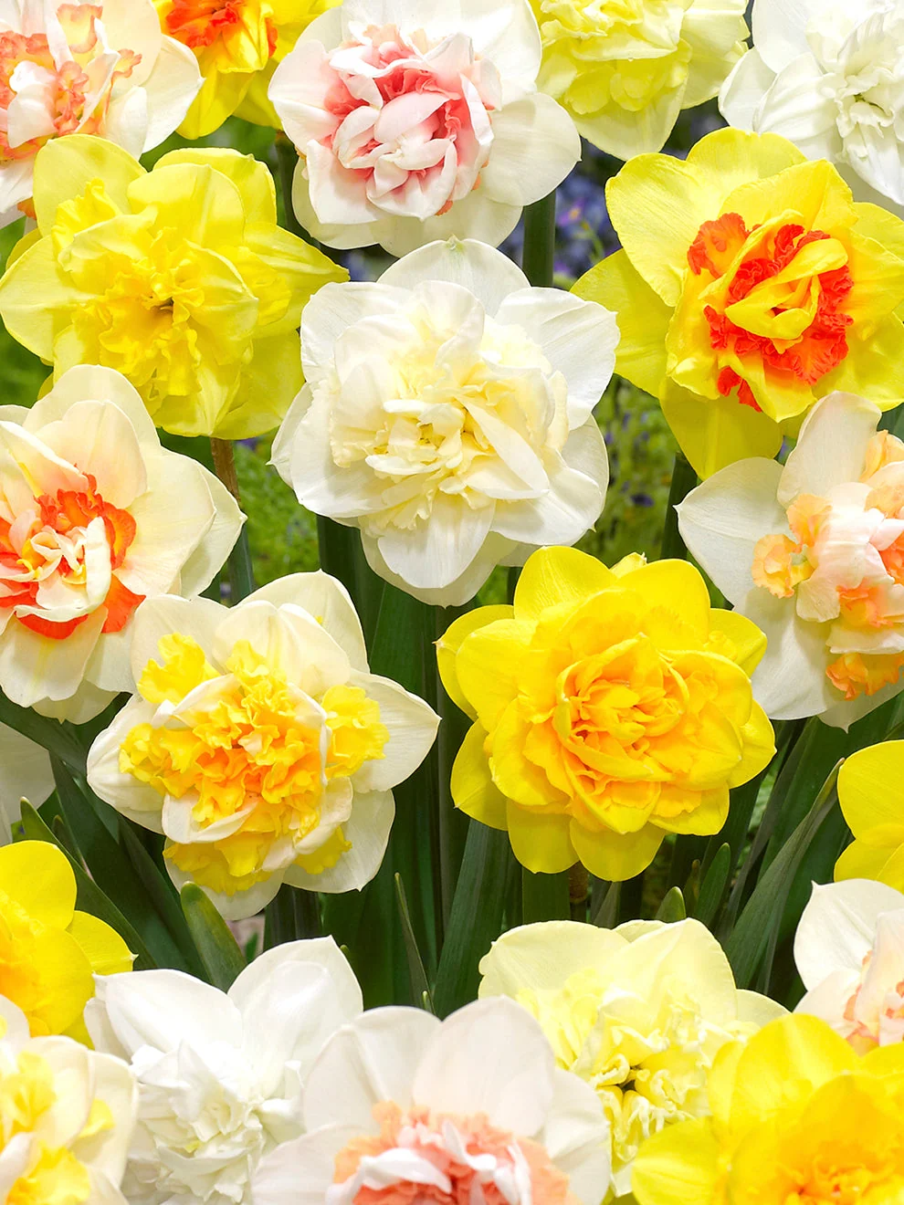 Double-flowered daffodils in the Daffodil Double Mix