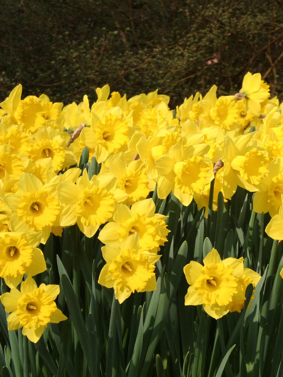 Yellow daffodils from the Eight Weeks of Daffodils collection