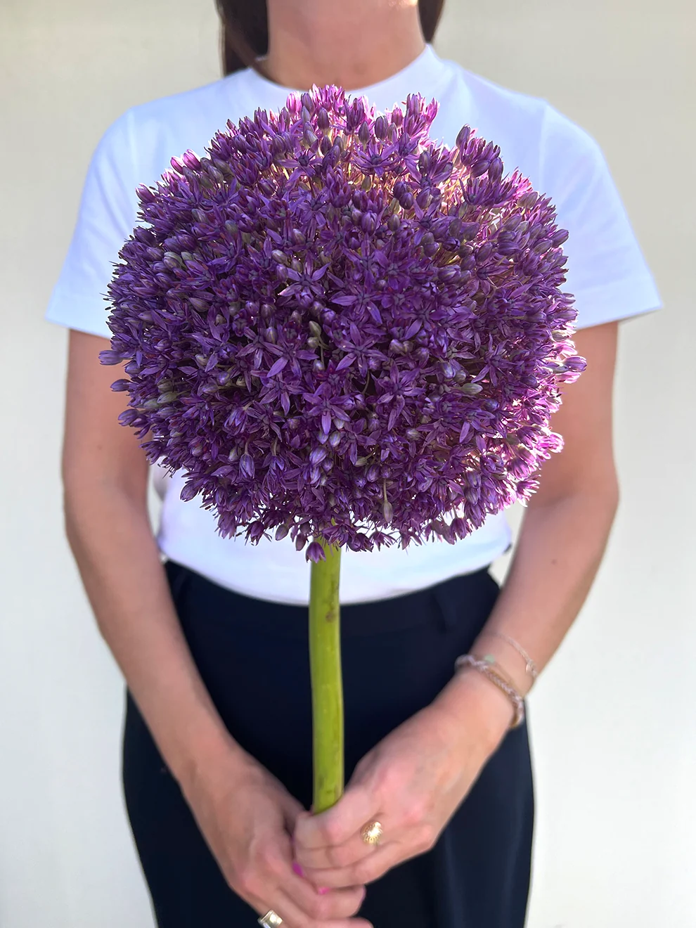 Spherical purple Allium Globemaster flower heads