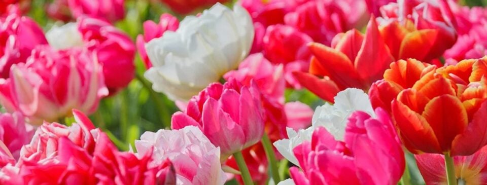 Spring flowers in a garden scene from DutchGrown’s UK homepage