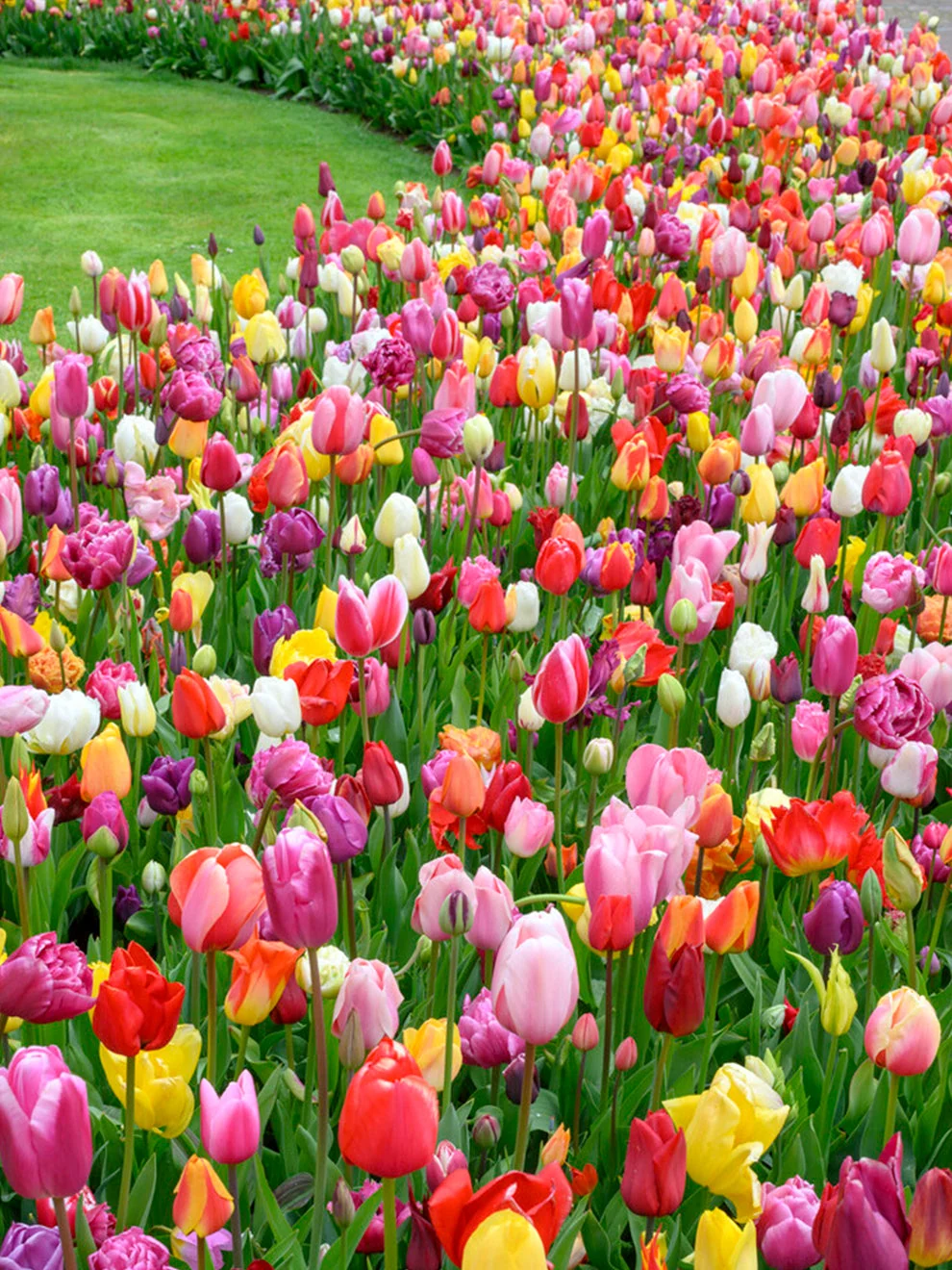 Mixed-colour Triumph tulips from Tulip Houston Triumph Mix