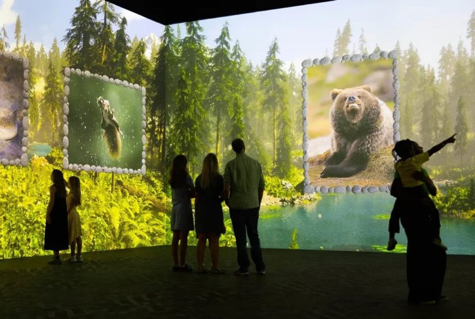 A forest scene from the Comedy Wildlife exhibition at Frameless