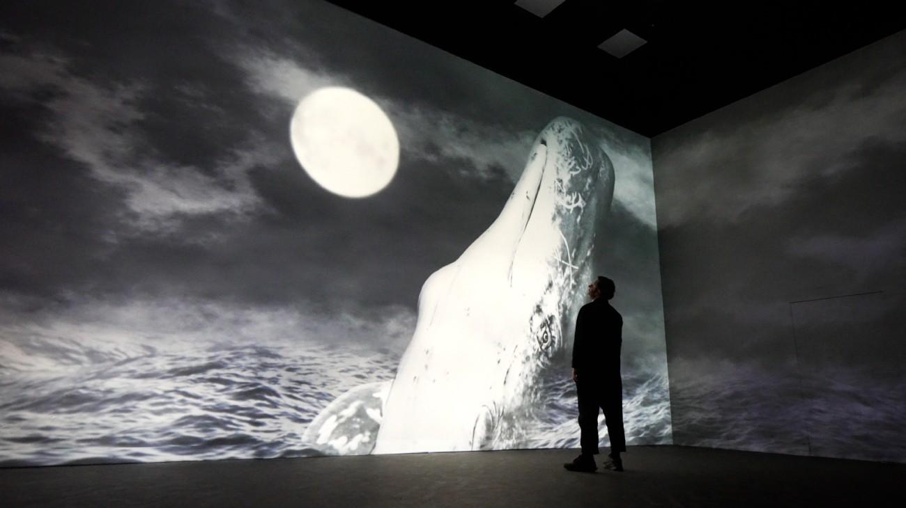 Large whale image displayed in a Frameless immersive gallery
