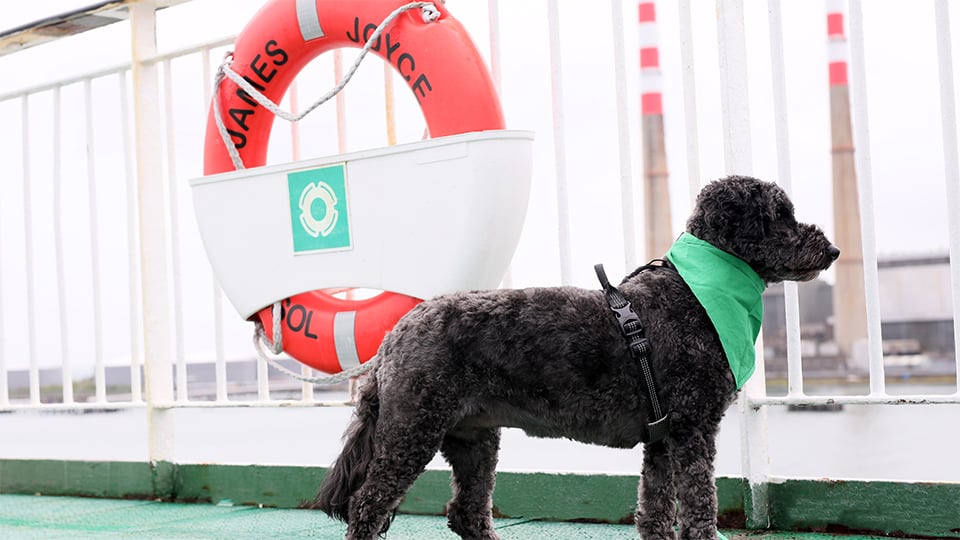A dog on deck aboard James Joyce